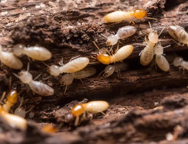 Termite Treatment Services in Balaclava